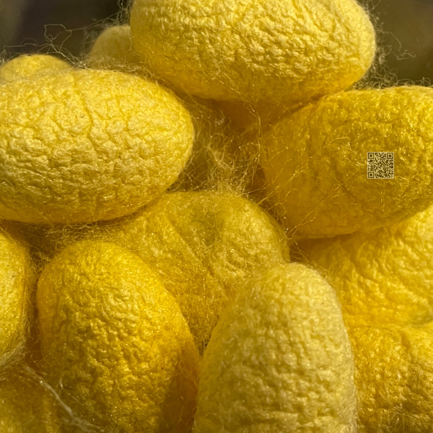 蝴蝶