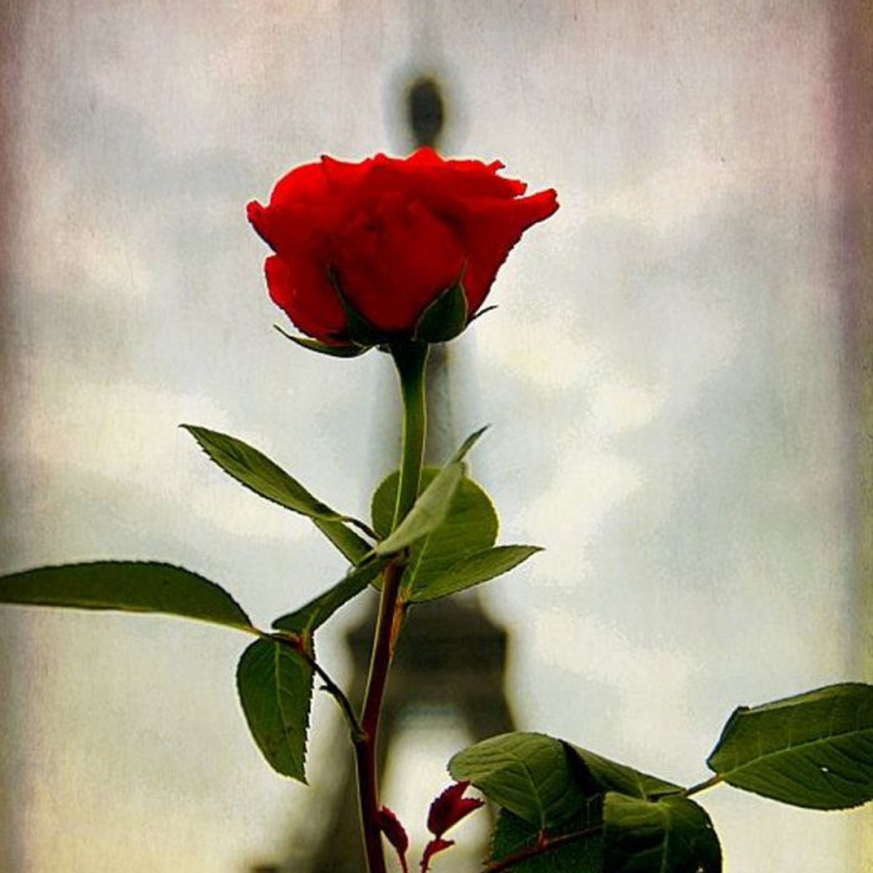 2 玫瑰花