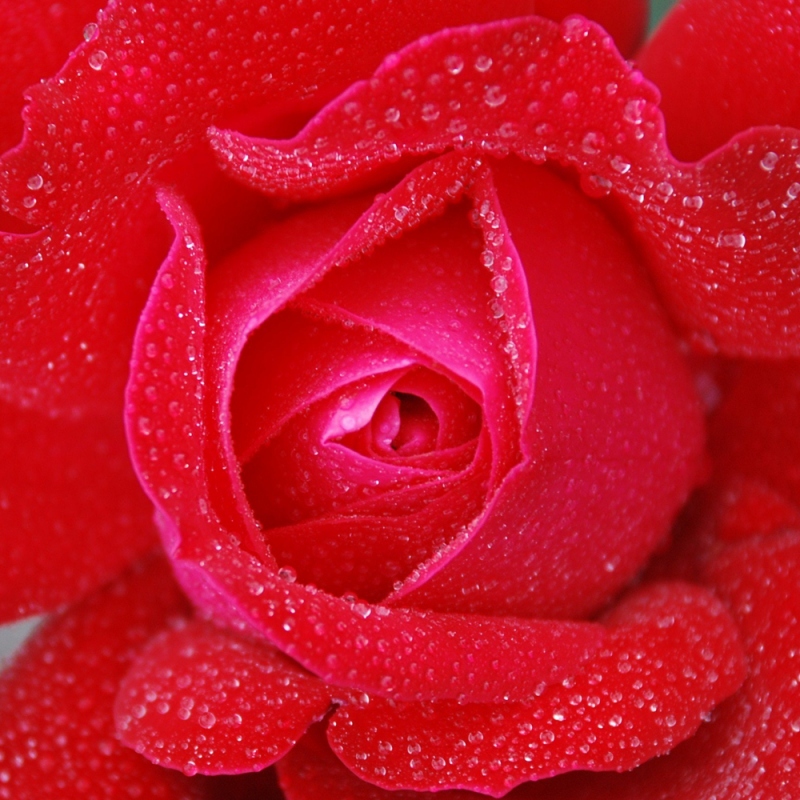 3 玫瑰花