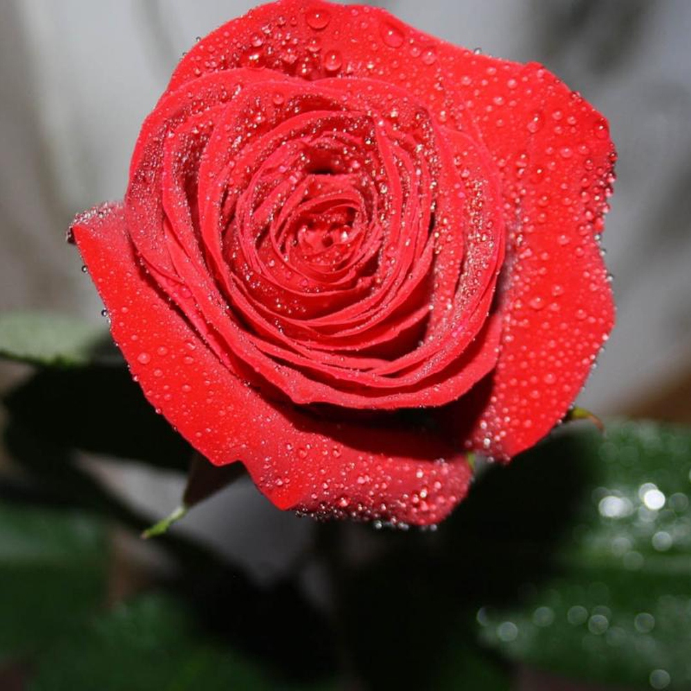 5 玫瑰花