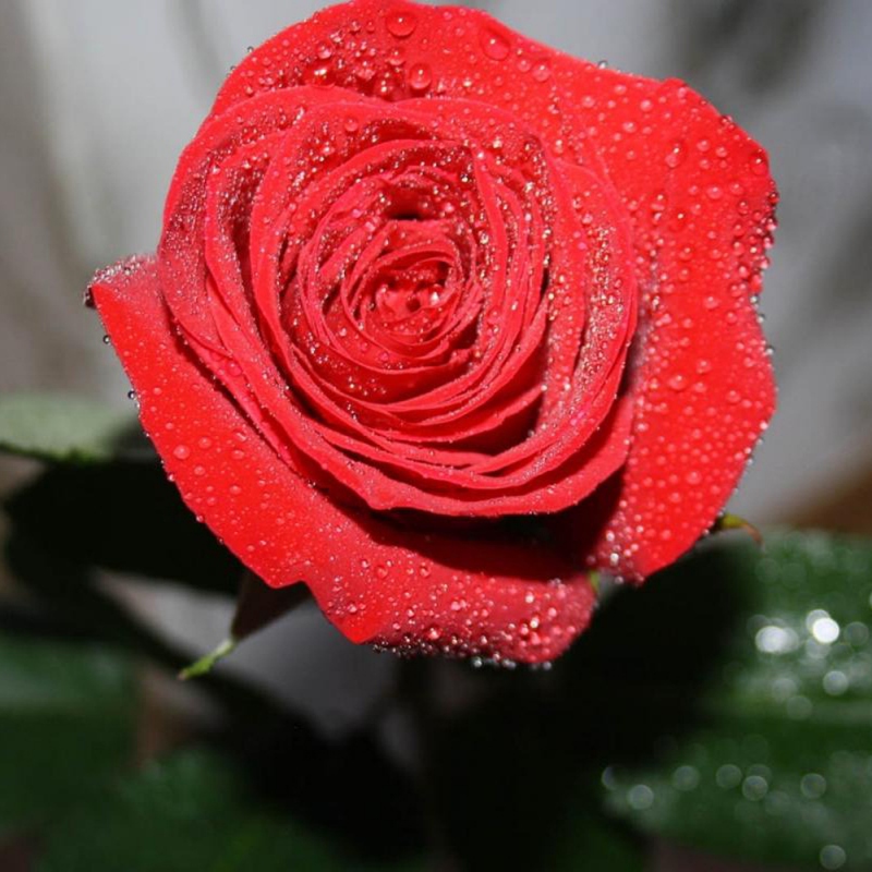 5 玫瑰花