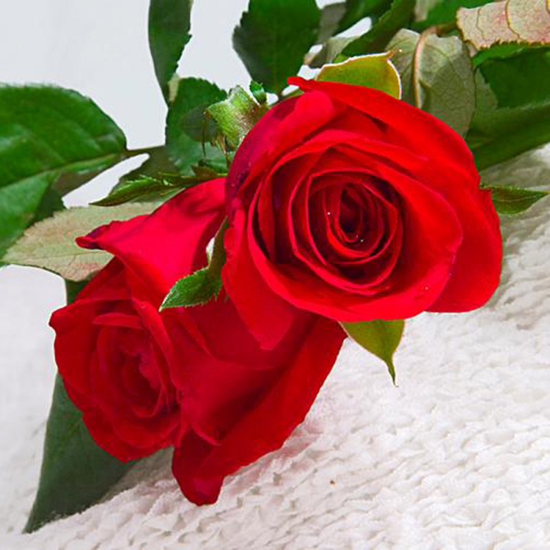 6 玫瑰花