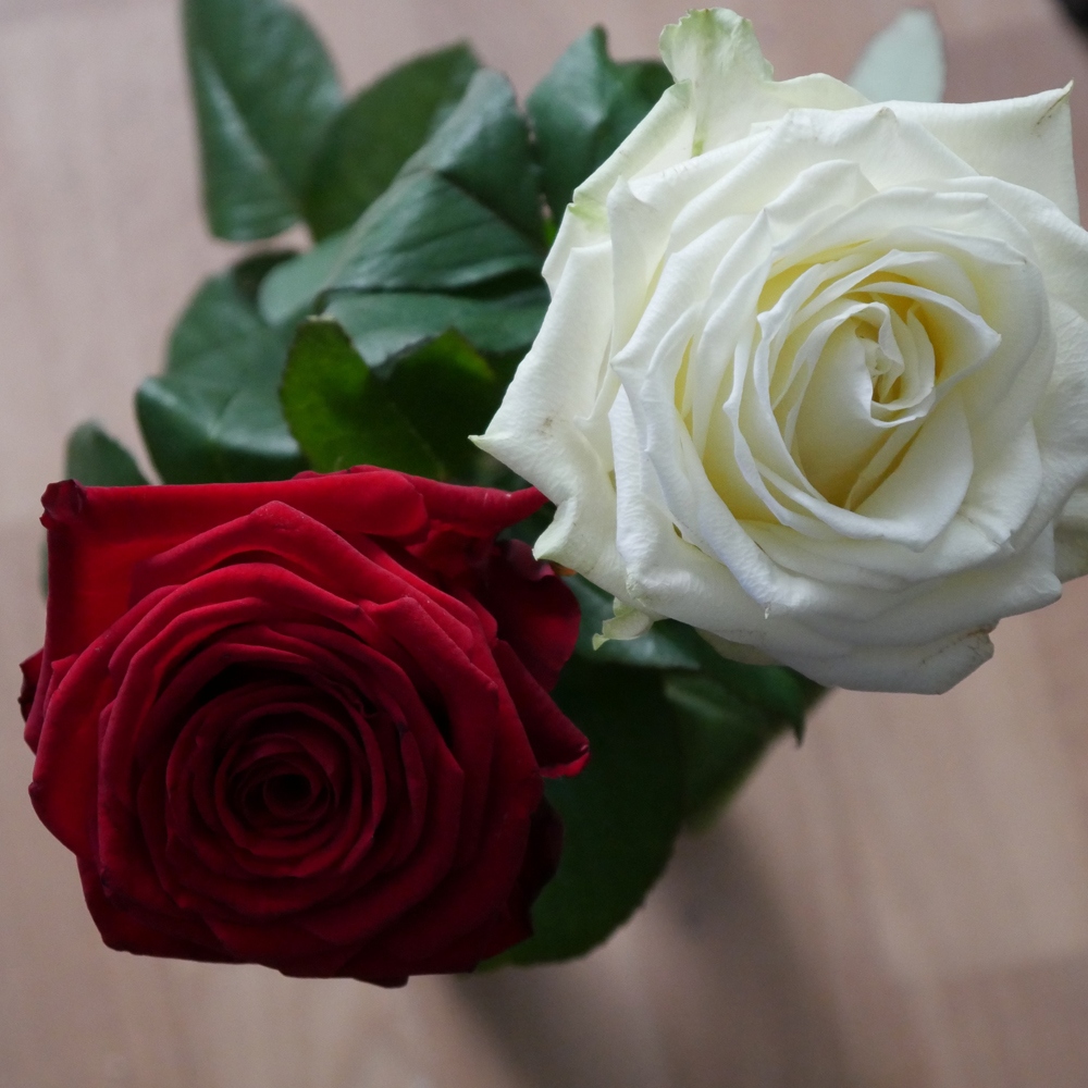 7 玫瑰花