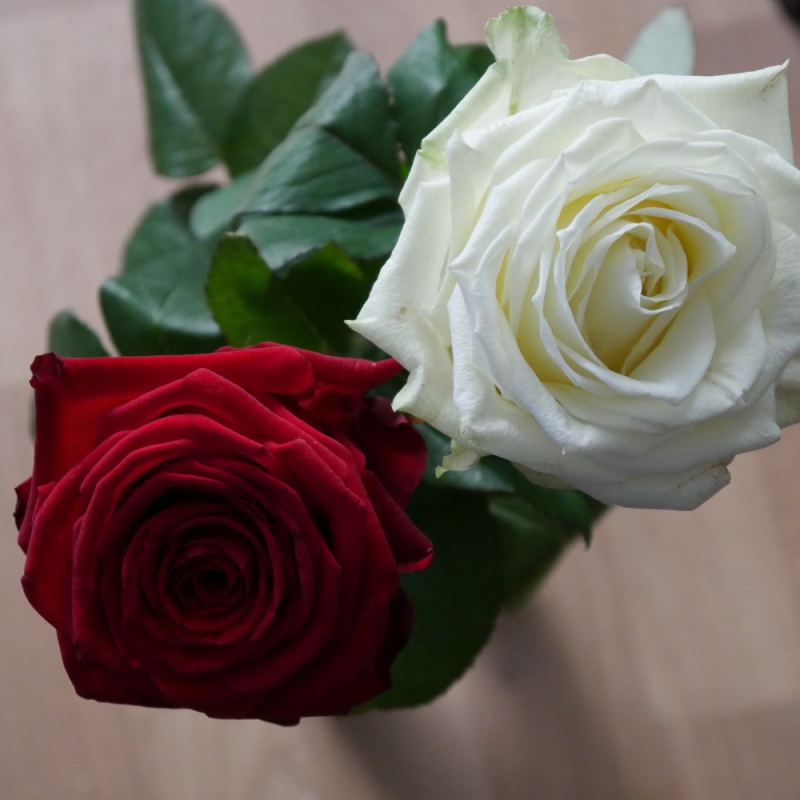 7 玫瑰花