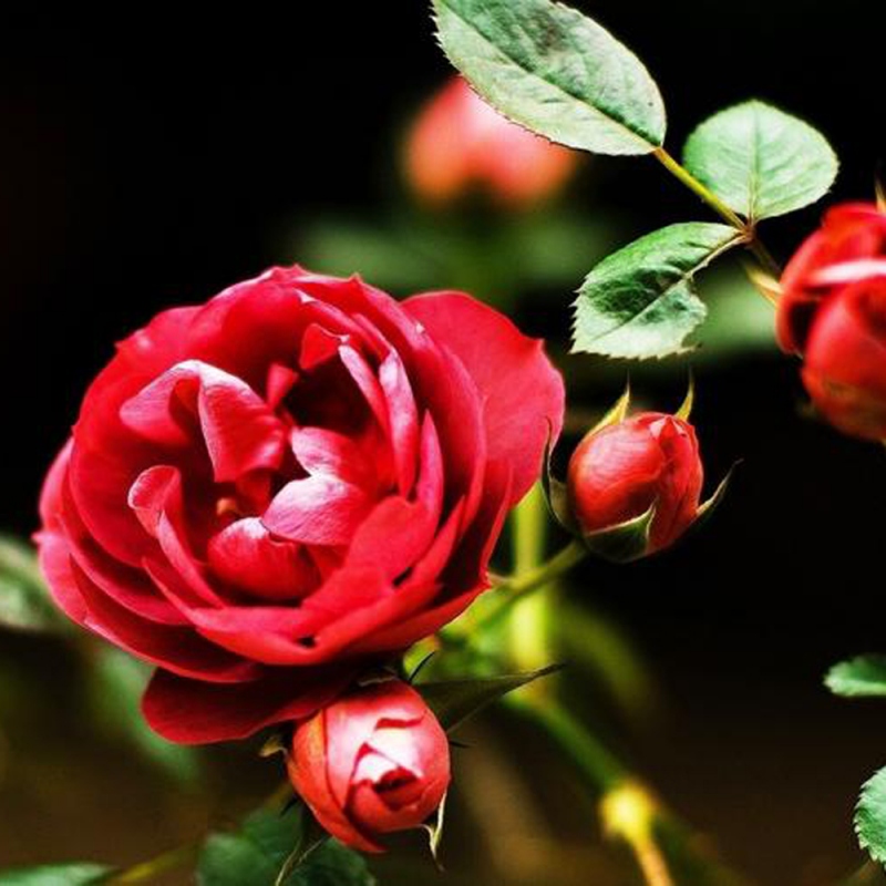 8 玫瑰花