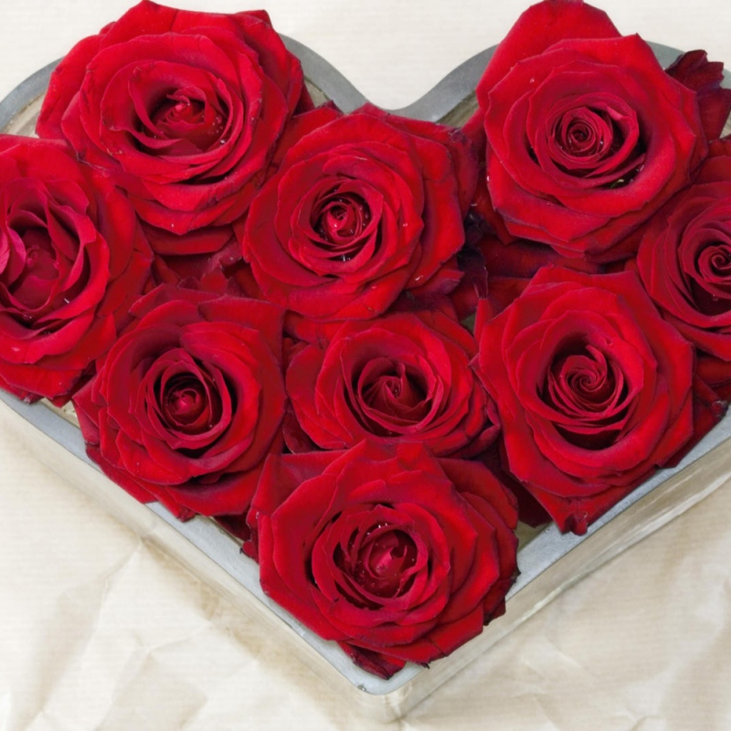 9 玫瑰花