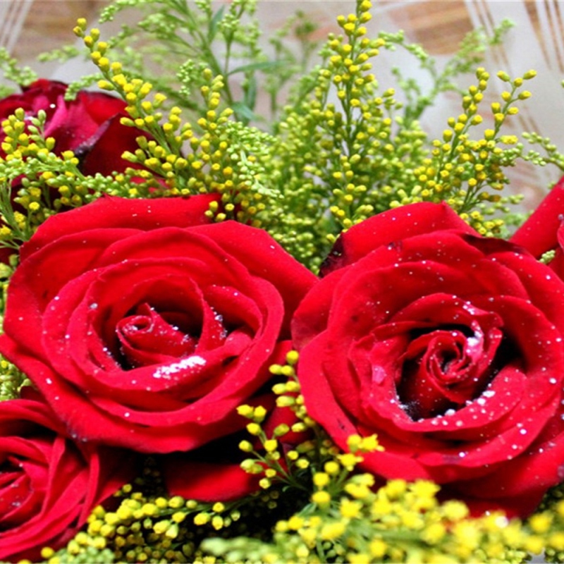 10 玫瑰花