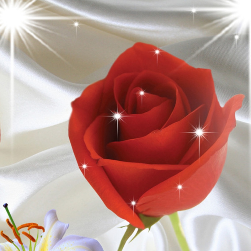 11 玫瑰花