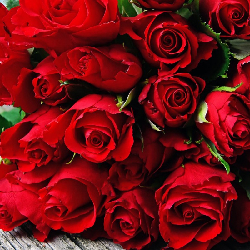 14 玫瑰花