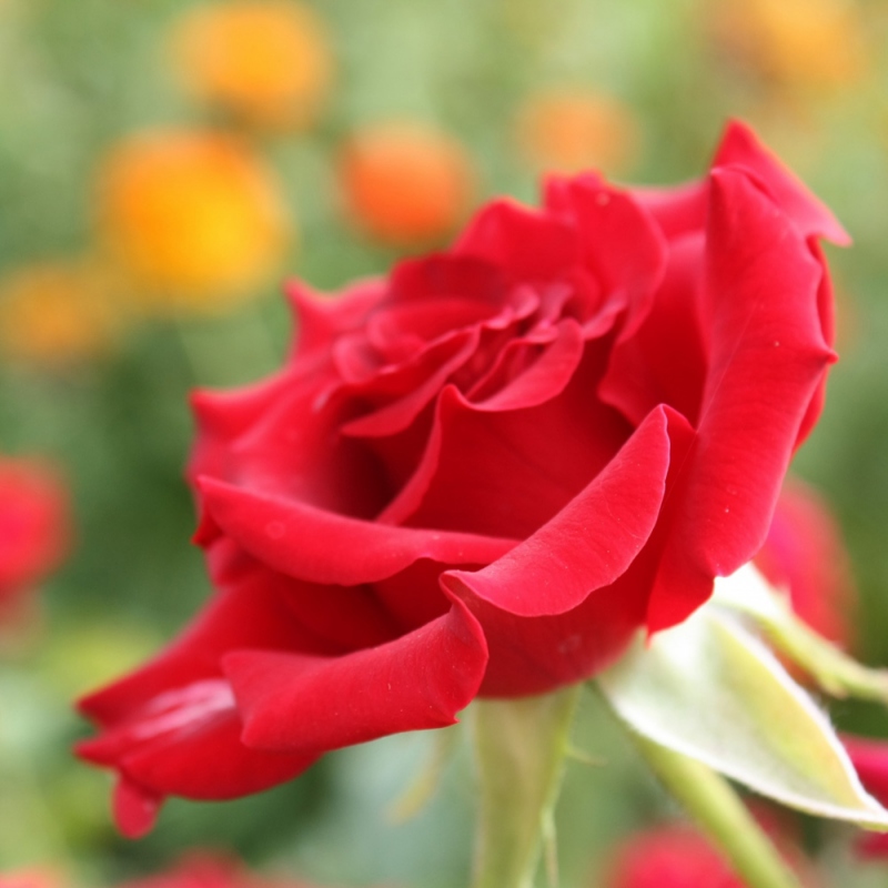 16 玫瑰花