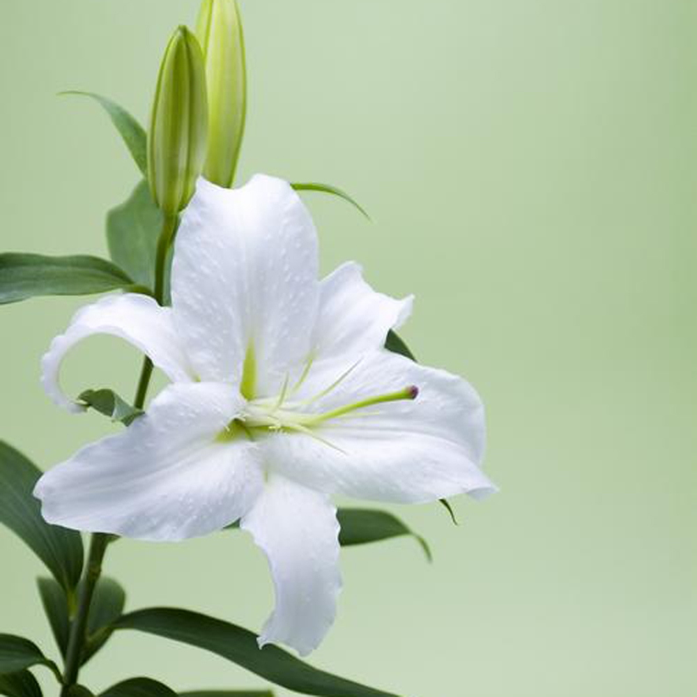 2 百合花