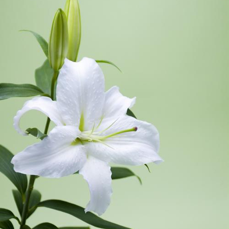 2 百合花