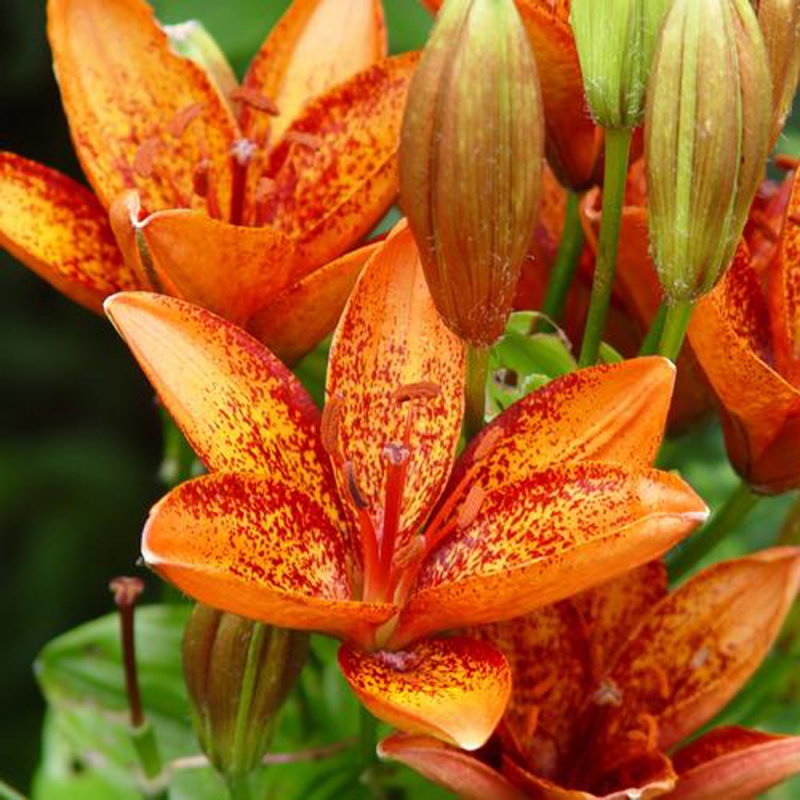 3 百合花