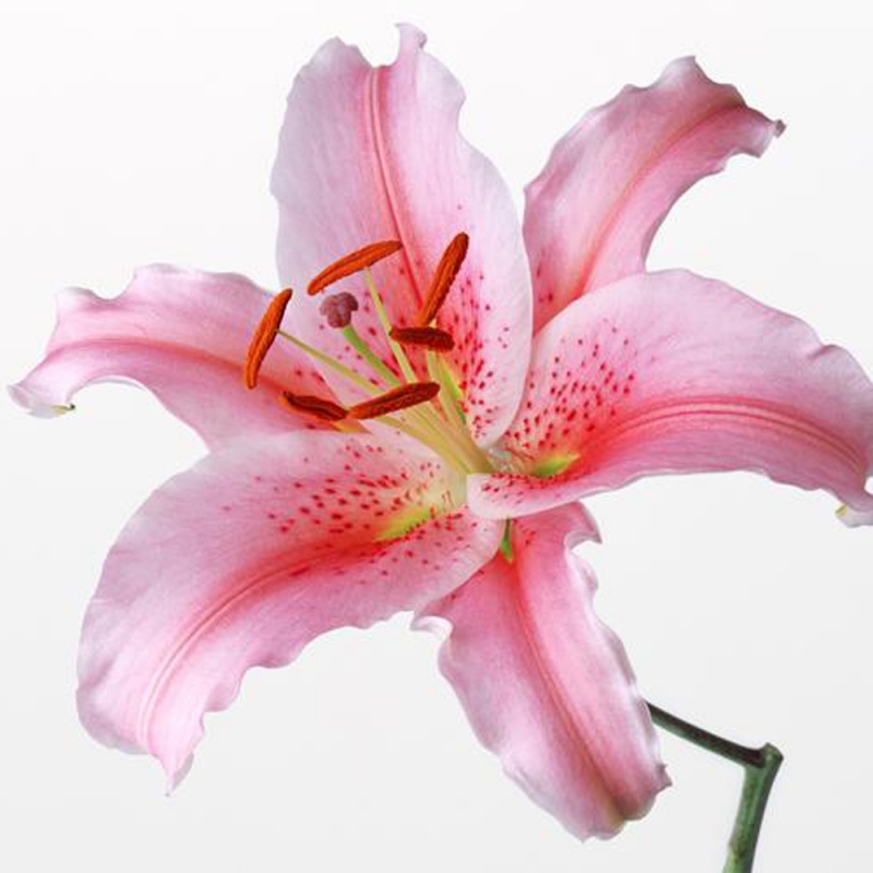 4 百合花