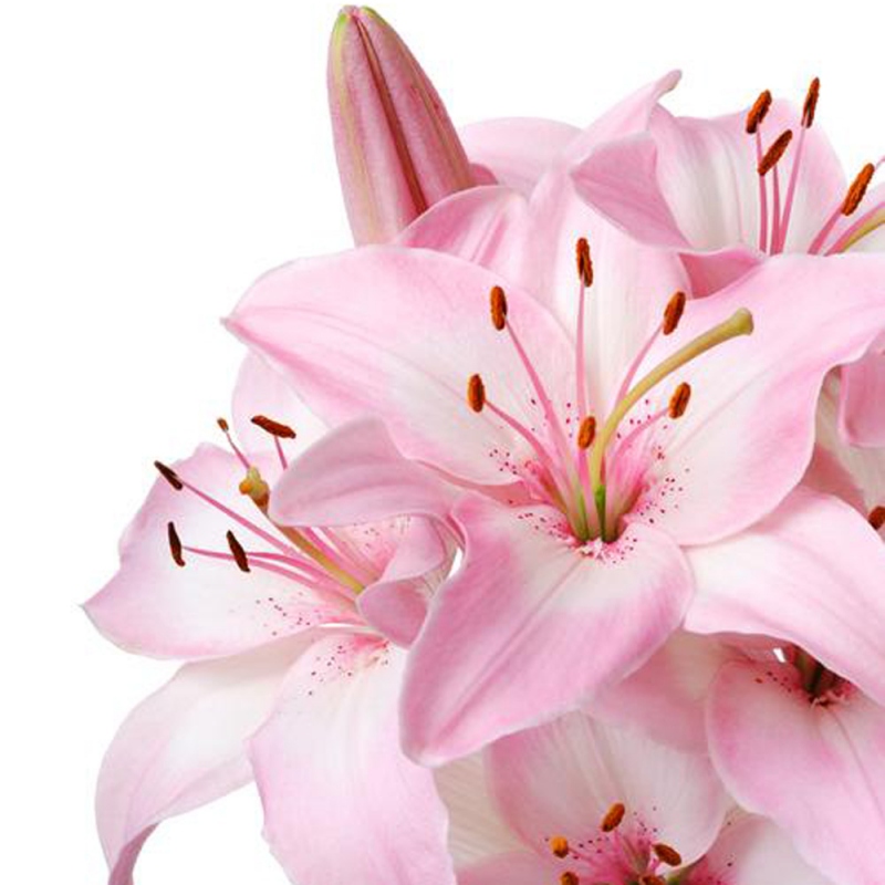 5 百合花