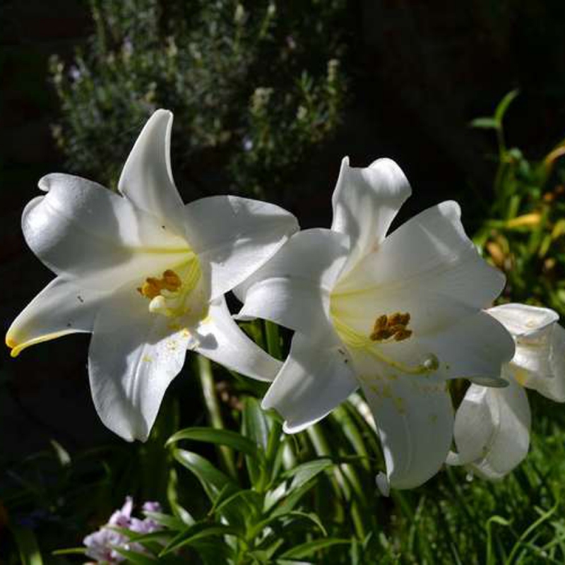 6 百合花