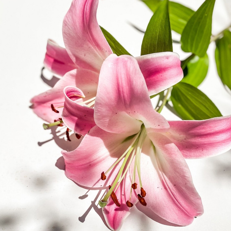7 百合花