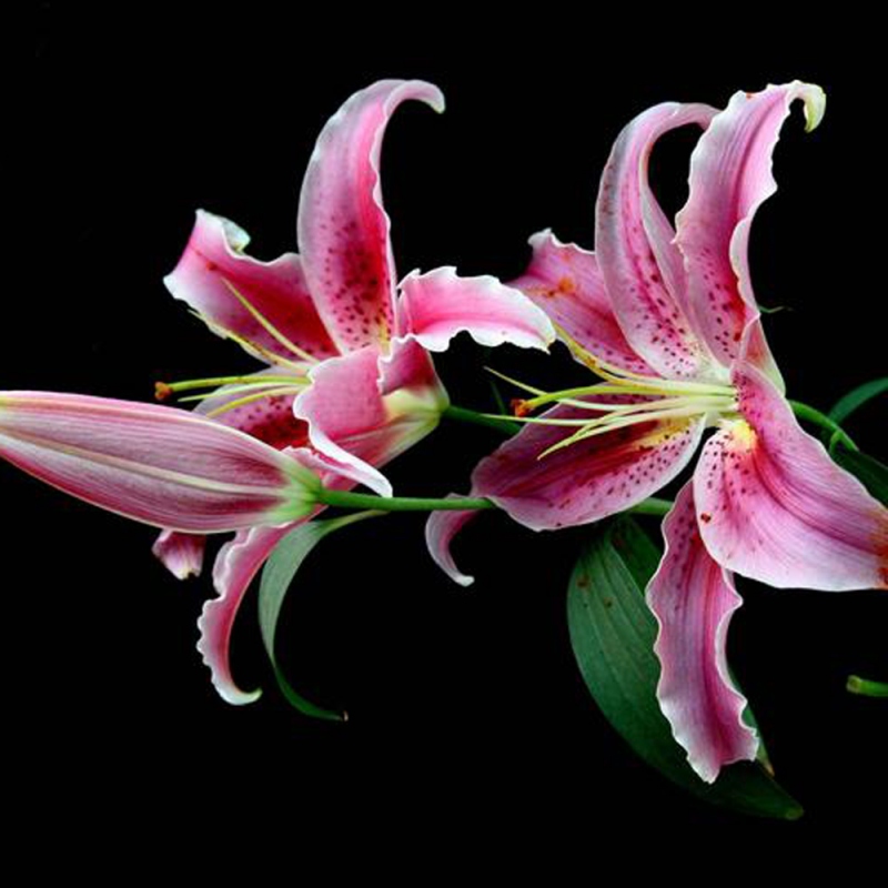 8 百合花