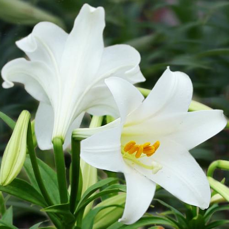 9 百合花