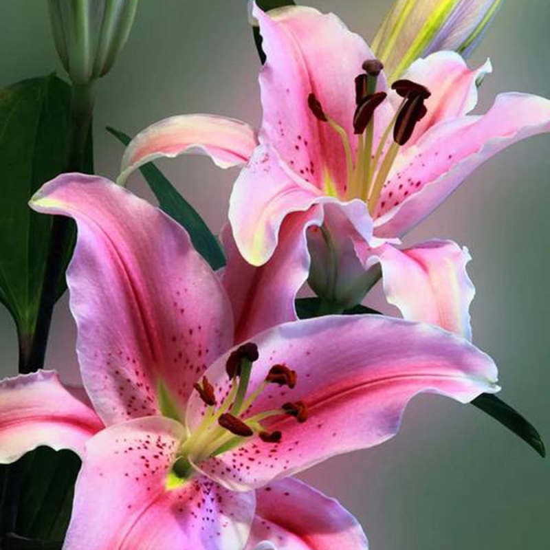 10 百合花