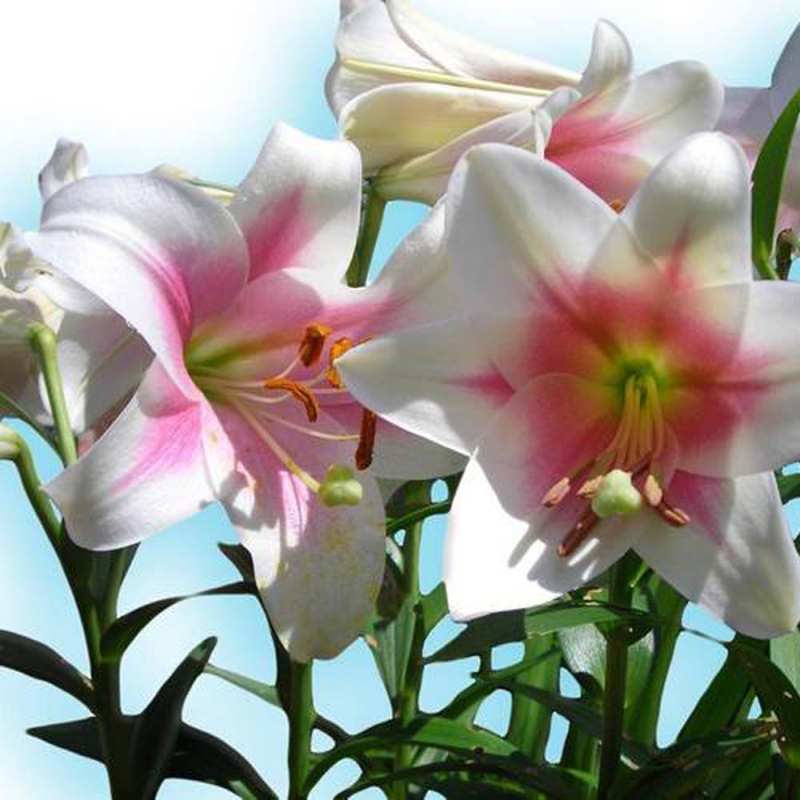 11 百合花
