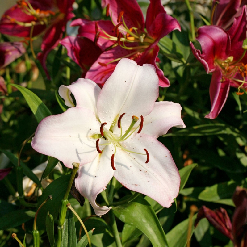 12 百合花