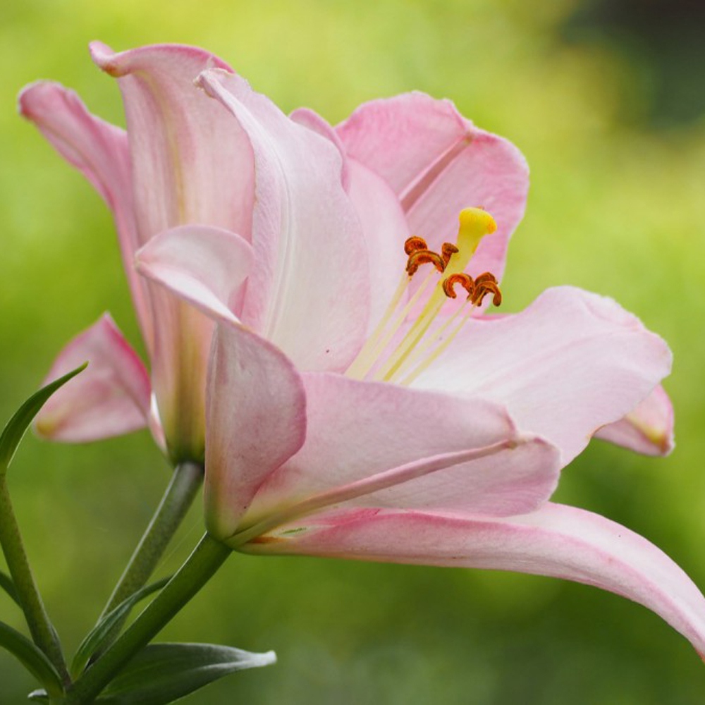 13 百合花