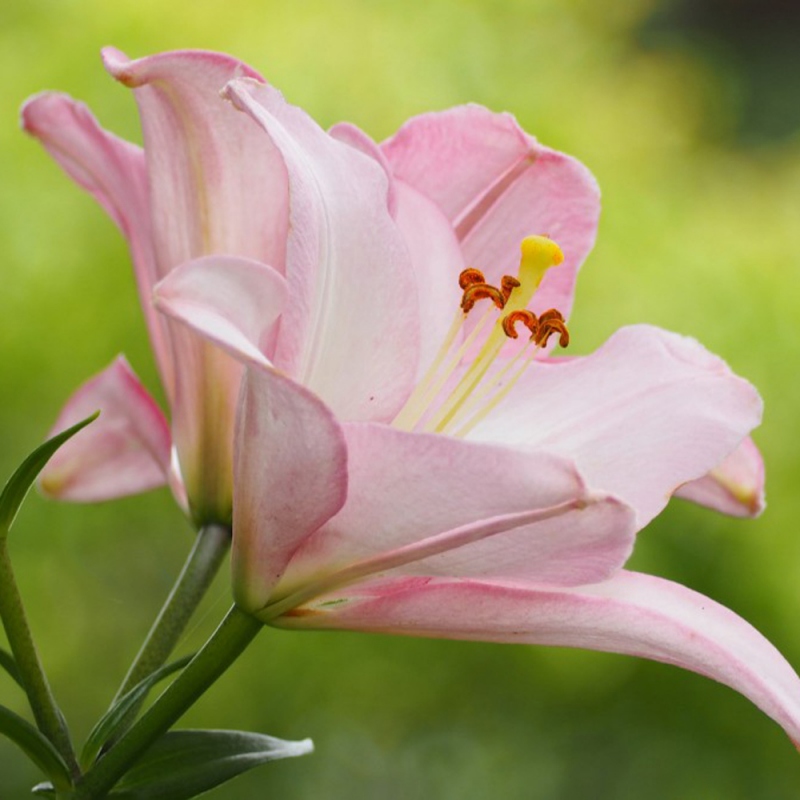13 百合花