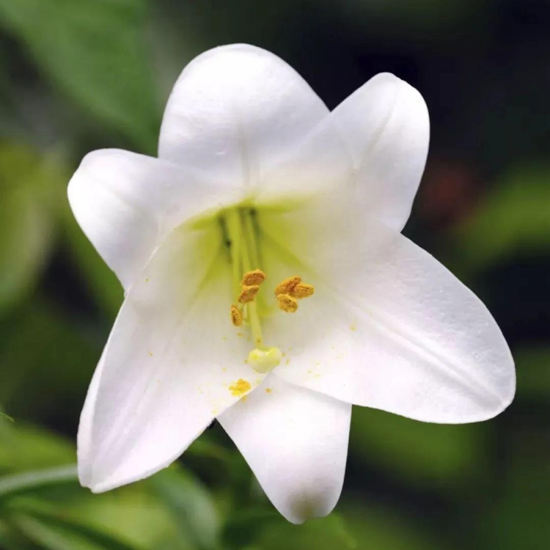 15 百合花