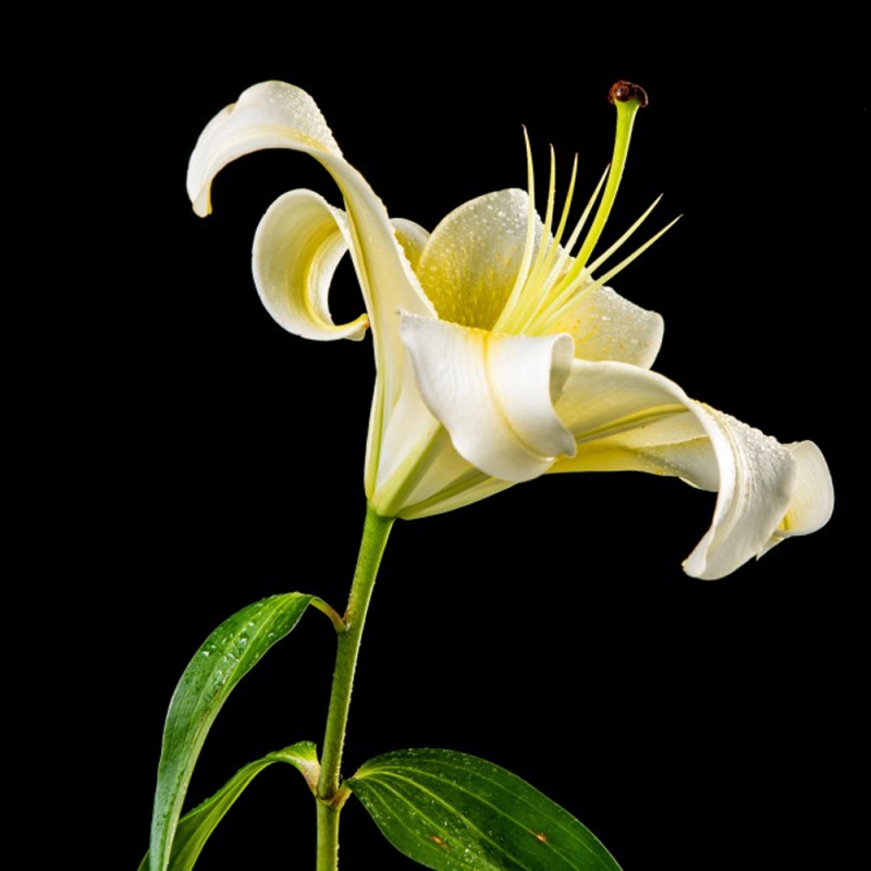 16 百合花
