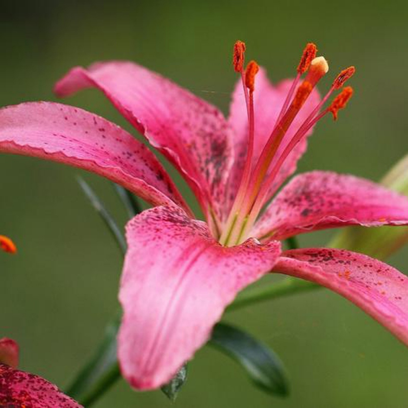 19 百合花