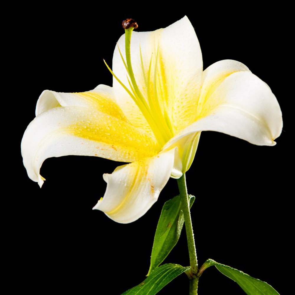 20 百合花