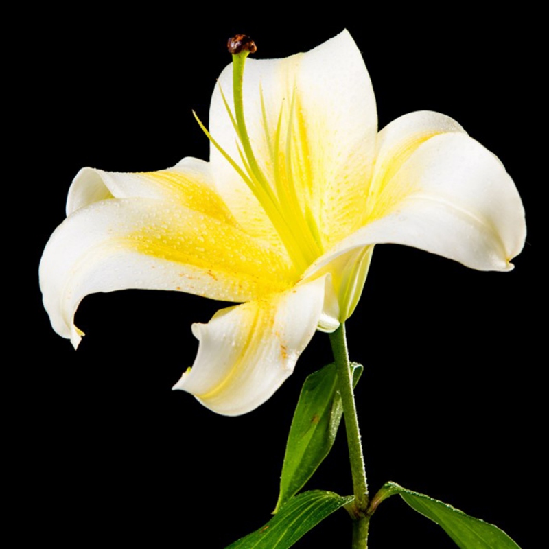 20 百合花