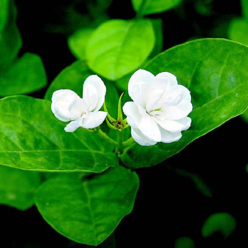 1 茉莉花