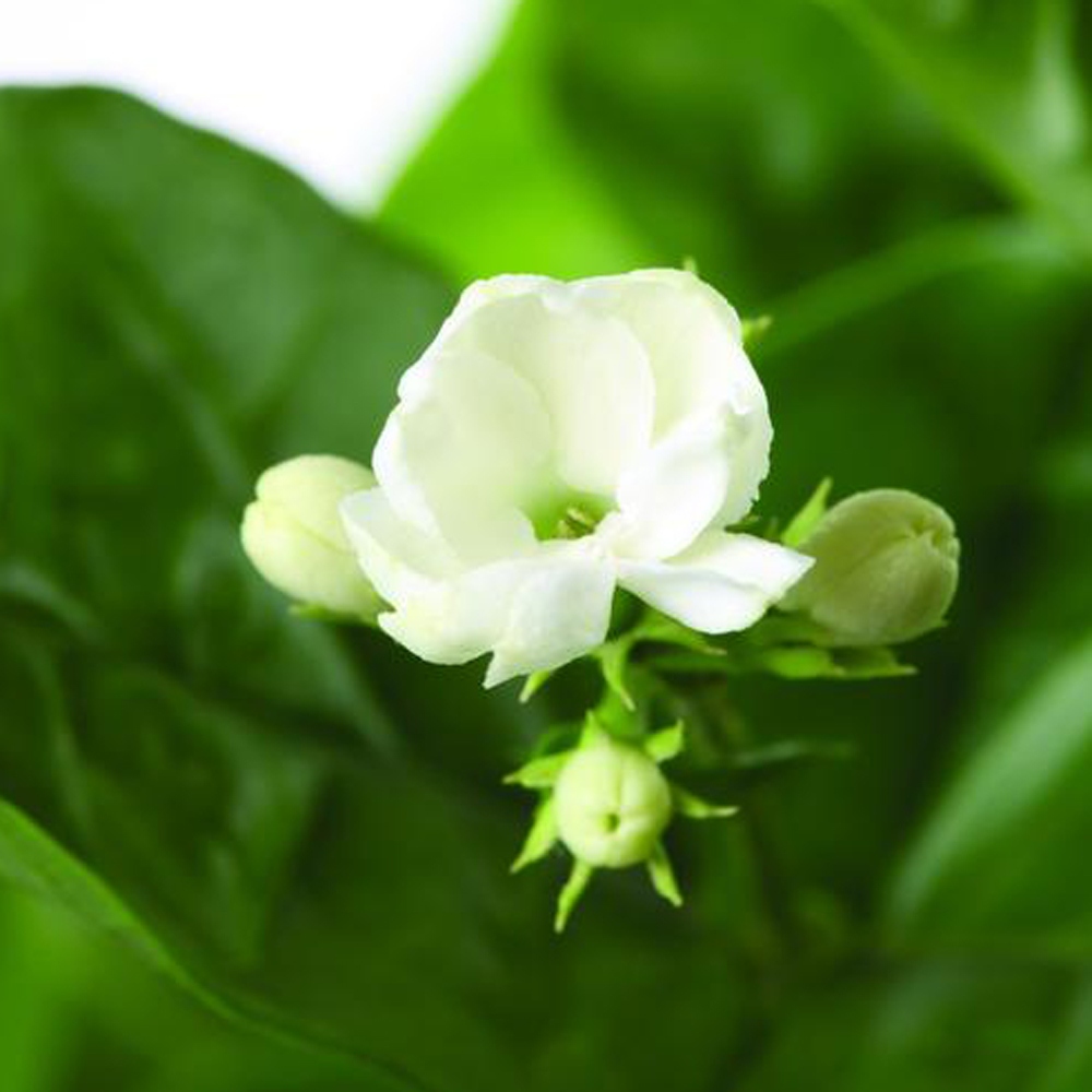 2 茉莉花