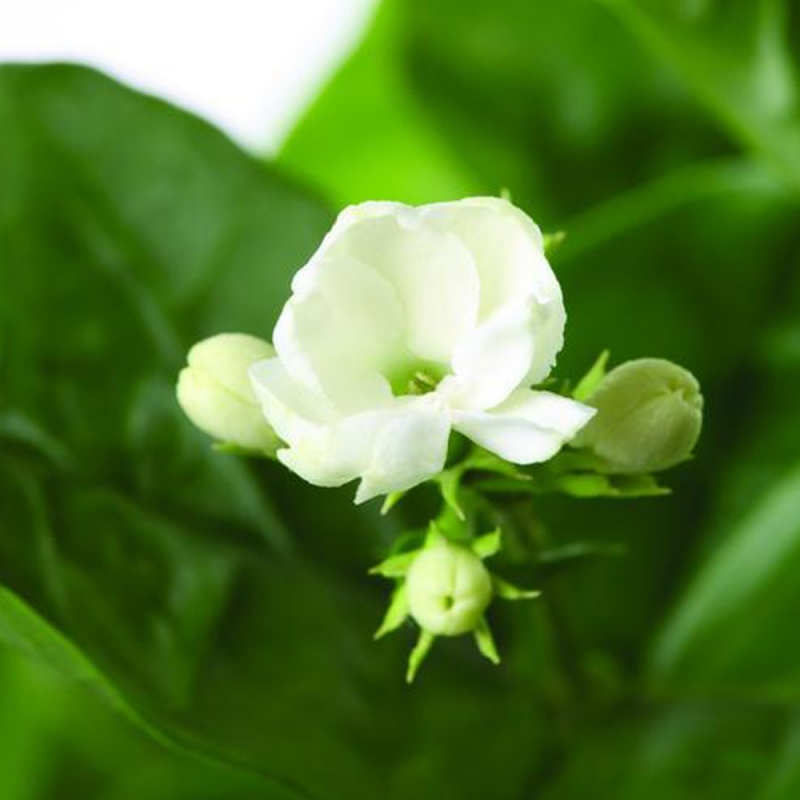 2 茉莉花