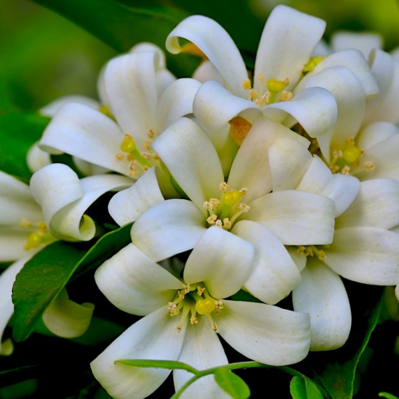 3 茉莉花