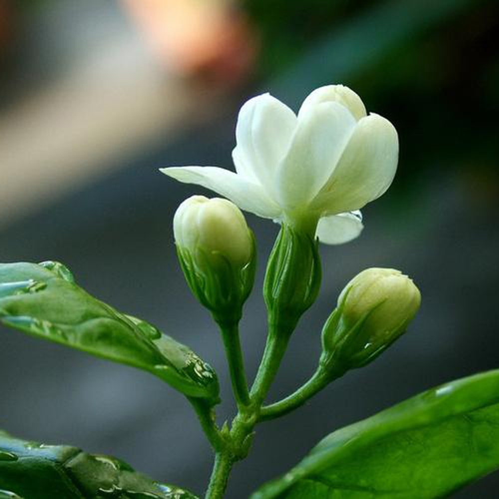 4 茉莉花
