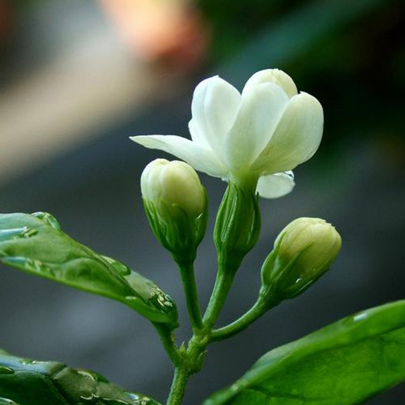 4 茉莉花