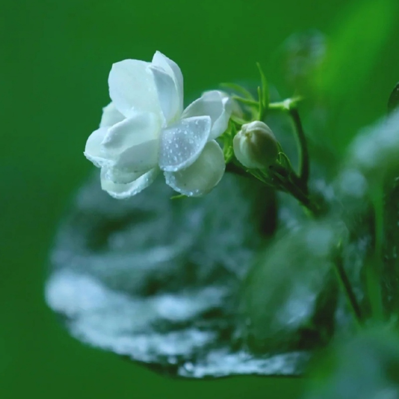 6 茉莉花