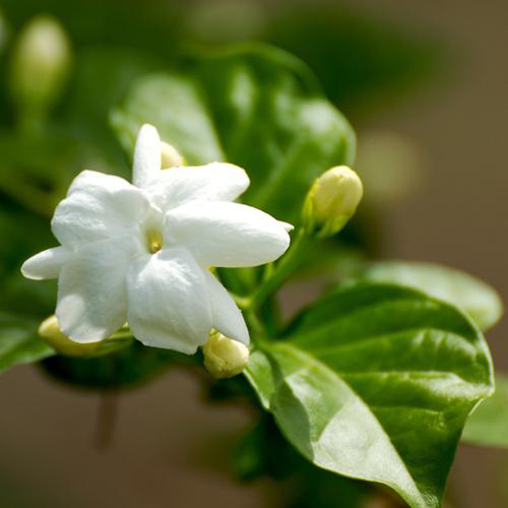 8 茉莉花