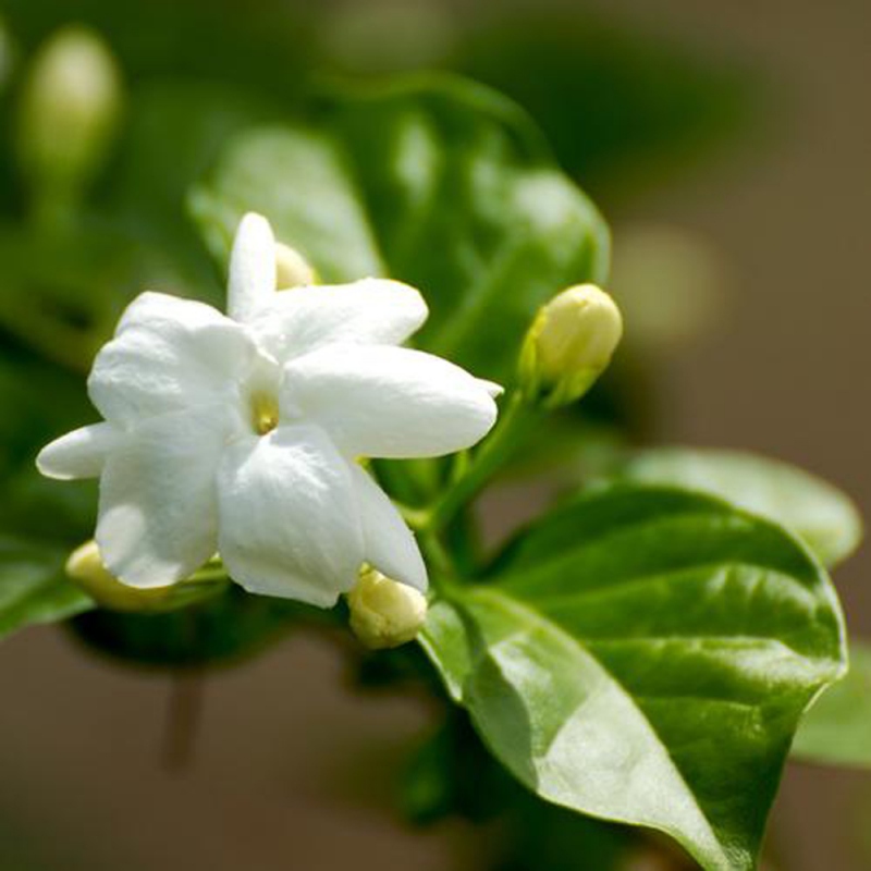 8 茉莉花