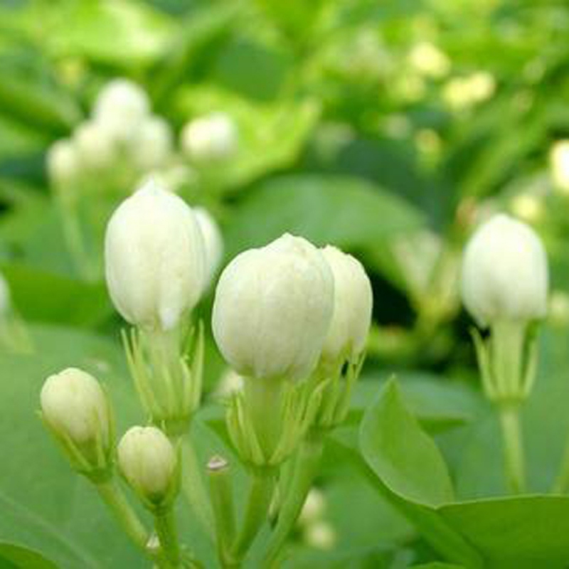 10 茉莉花