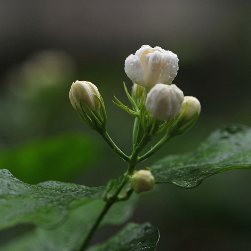 11 茉莉花