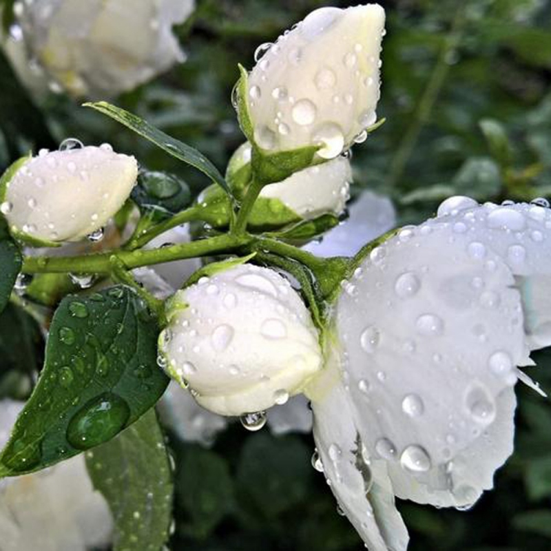 12 茉莉花
