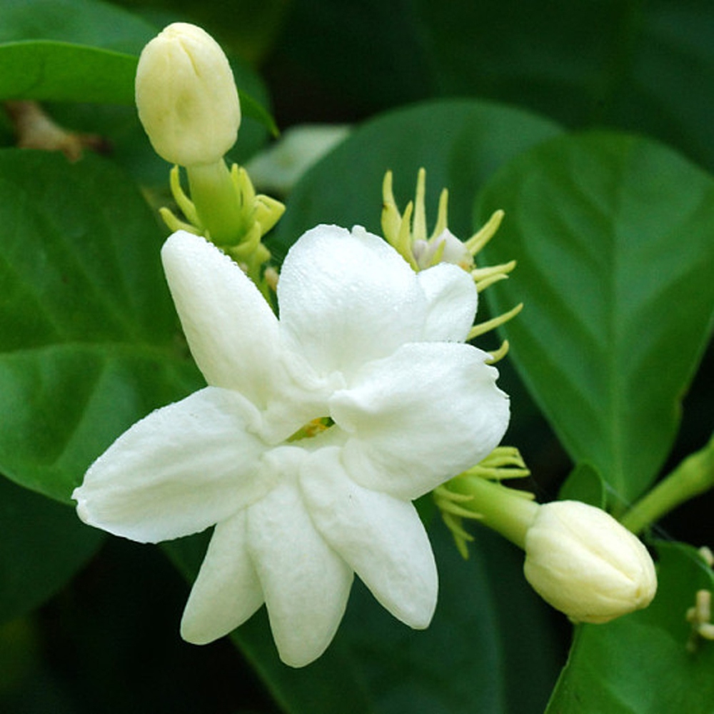 14 茉莉花