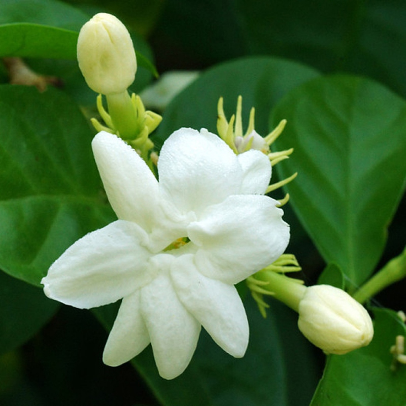 14 茉莉花