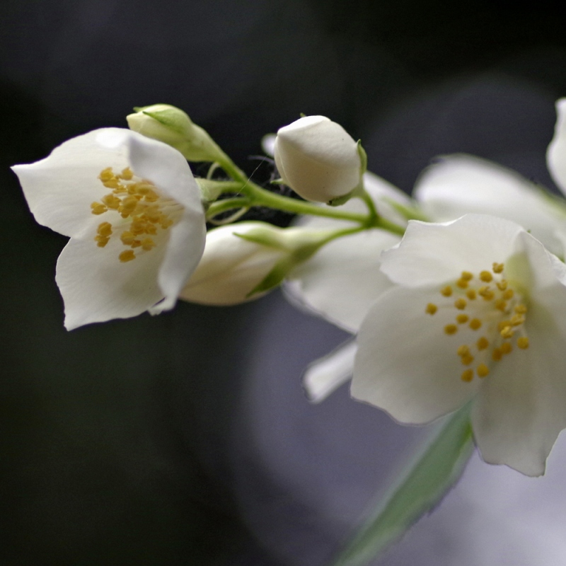 15 茉莉花