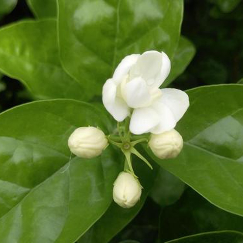 16 茉莉花