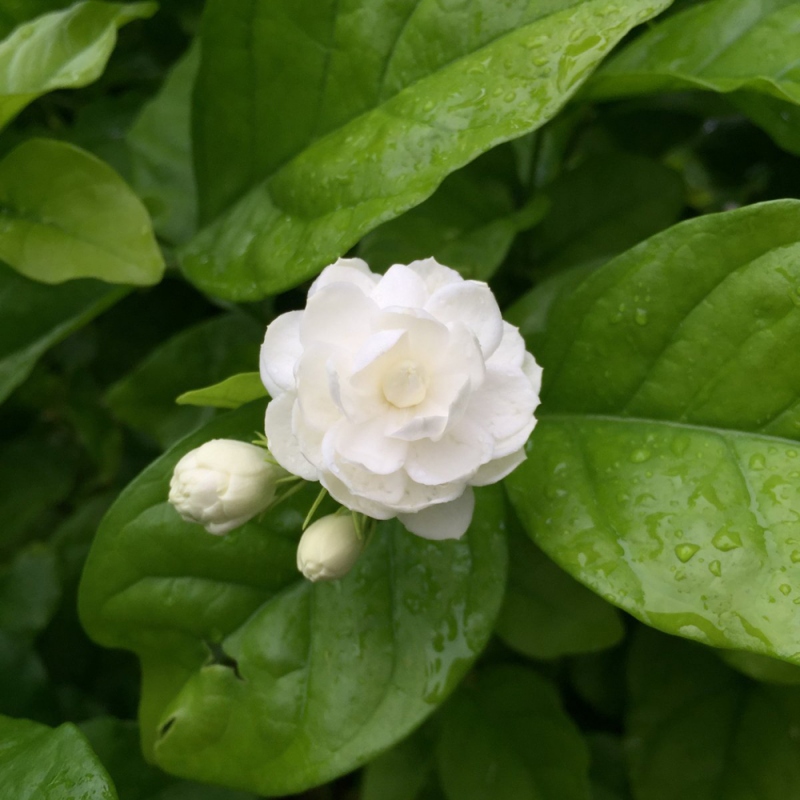 17 茉莉花
